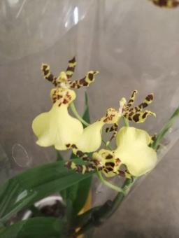 Онцидиум желтый гибрид орхидея