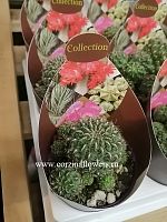 Сулькоребуция Канигуерали кактус KR1053 купить в Москве