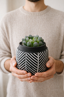 Хавортия Трунката в черном кашпо цемент суккулент KM1094 купить в Москве