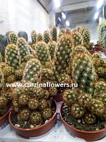 Кактус Маммилярия Элонгата Рубра KR407 купить в Москве