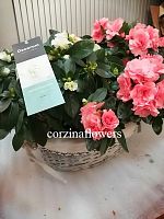 Азалия Айко в корзине Прованс KM543 купить в Москве