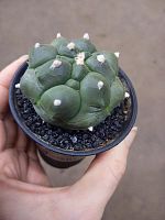 Астрофитум Астериас Кикко KR4046 купить в Москве