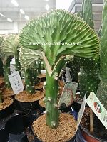 Кактус Эуфорбия Лактея Кристата зеленая KR425 купить в Москве