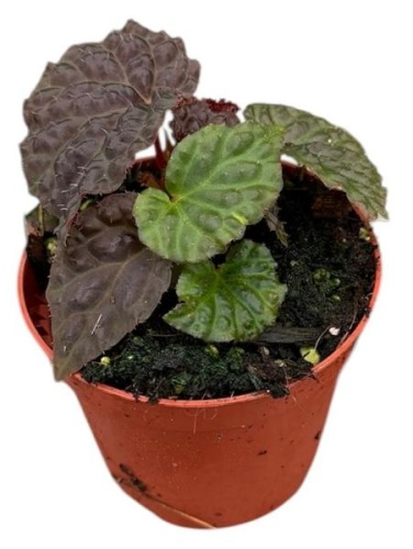 Бегония Блэк Монтэйн KR4072 купить в Москве