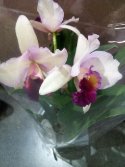 Каттлея бело-розовая с фиолетовой губой орхидея 12см
