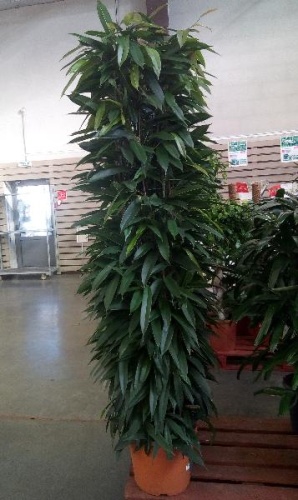 Фикус Амстел Кинг на решетке 220-250 см KR1612 купить в Москве