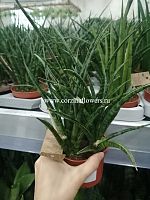 Сансевиерия Фернвуд Панк KR481 купить в Москве