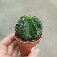 Эуфорбия Хоррида Альба KR3635 купить в Москве