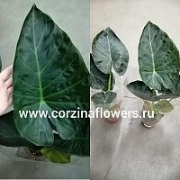 Алоказия Регал Шилдс (Alocasia Regal Shields) экзотика с королевским характером KR621 купить в Москве