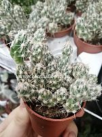 Кактус Фрайлея KR1173 купить в Москве