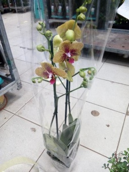 Орхидея Фаленопсис Карин Алоха