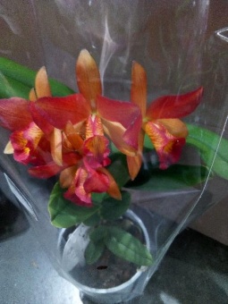Орхидея Каттлея красно-оранжевая
