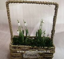 15 подснежников в корзине Flower KM282 купить в Москве