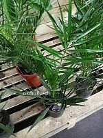 Финик Канарский 40-60см KR2282 купить в Москве