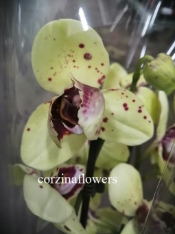 Фаленопсис пелорик мутант бабочка орхидея О357 купить в Москве