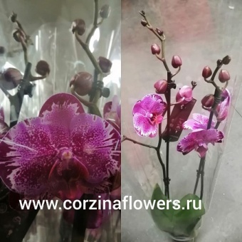 Орхидея Фаленопсис Поттер (Морозная вишня) О143