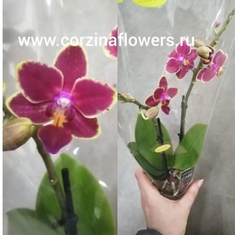 Фаленопсис гибрид 182 6 https://corzinaflowers.ru/catalog/komnatnye_rasteniya_i_tsvety/2795/