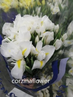 Ирис белый срезка 50 шт https://corzinaflowers.ru/catalog/bukety_iz_tsvetov_fruktov_ovoshchey_i_dr/srezannye_tsvety/irisy_srezka/6109/