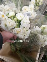 Нарцисса Брайдел краун срезка SR418 купить в Москве