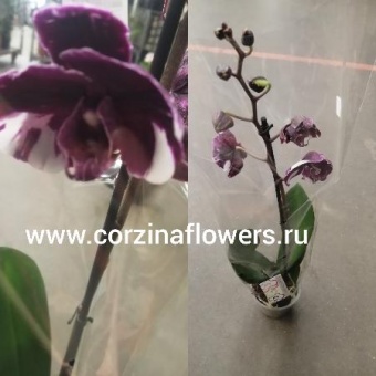 Орхидея фаленопсис Каменная роза 