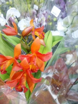 Каттлея Sweet Orange, оранжевая орхидея 9см