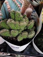 Кактус Ореоцереус Сельса кристата KR3219 купить в Москве