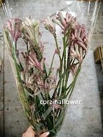 Анигозантус Баш Даймонд срезка SR654 купить в Москве