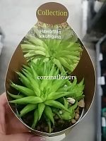 Хавортия Кикухигаса суккулент KR1630 купить в Москве