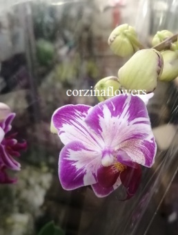Фаленопсис Литтл Флэш орхидея О248 купить в Москве