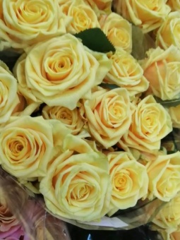 9 желто-бежевых роз Санисай срезка 60см