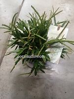 Рипсалис Эвальдиана кактус KR1635 купить в Москве