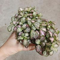 Фиттония Пинк Тигр KR3442 купить в Москве
