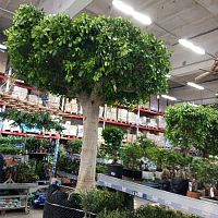 Фикус бенджамина Экзотика штамб 280-300см KR3373 купить в Москве