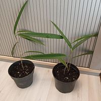 Фикус биннедика Али 25-30см KR3430 купить в Москве