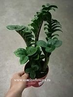 Замиокулкас Зензи 30-40 см KR185 купить в Москве