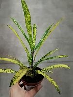 Кодиеум (Кротон) Голд Стар KR3059 купить в Москве