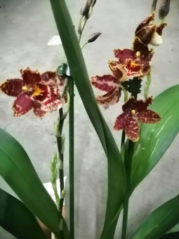 Орхидея камбрия гибрид 683 12см