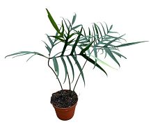 Филодендрон Полиподиойдес KR4071 купить в Москве