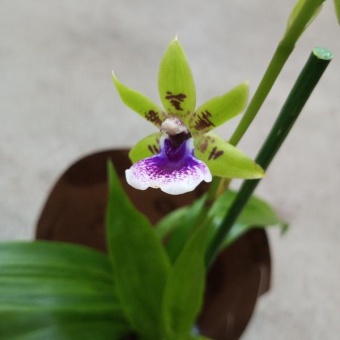 Орхидея Зигопеталум зеленый crinitum Leinwand, ароматный