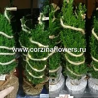 Кипарисовик Эльвуди со светодиодом микс KM88 купить в Москве