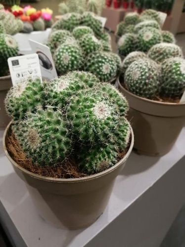 Маммиллярия Ханиана мультибол кактус KR2755 купить в Москве