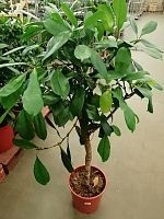 Фикус Циастипула штамб 130-140см KR2537 купить в Москве