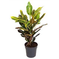 Кодиеум Экселент 40-50 см KR216 купить в Москве