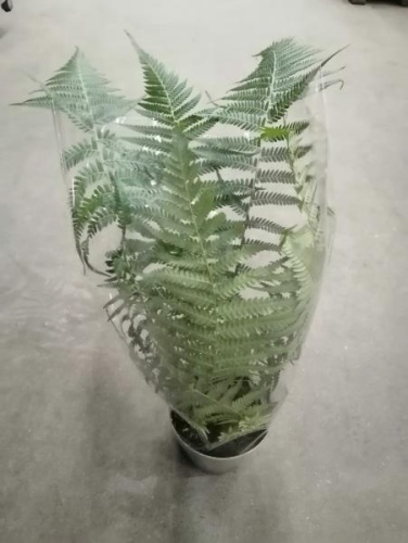 Диксония Антарктическая 30-50см папоротник KR2991 фото 2 Диксония Антарктическая 30-50см папоротник KR2991 купить в Москве фото 2