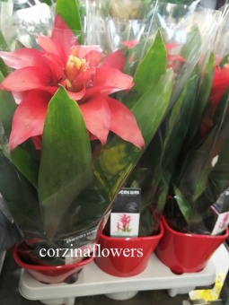 Гузмания Оптима в красной керамике 15см https://corzinaflowers.ru/catalog/komnatnye_rasteniya_i_tsvety/kompozitsii_iz_komnatnykh_tsvetov/guzmanii_v_podarok/5132/