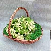 Примулы в корзине Биг KM1033 купить в Москве