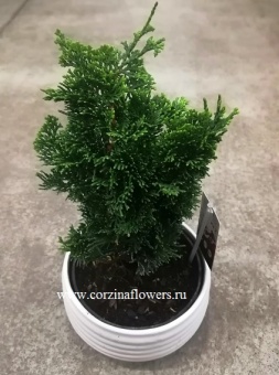 Бонсай Кипарис Chamae-cyparis 25-35 см  20 https://corzinaflowers.ru/catalog/komnatnye_rasteniya_i_tsvety/1261/