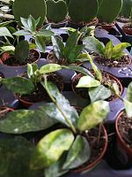 Хойя Лакуноза Амарилло DZ1009 купить в Москве