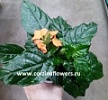 Кроссандра в горшке Кроссандра в горшке