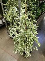 Фикус бенжамина Профит 80-100см KR2641 купить в Москве